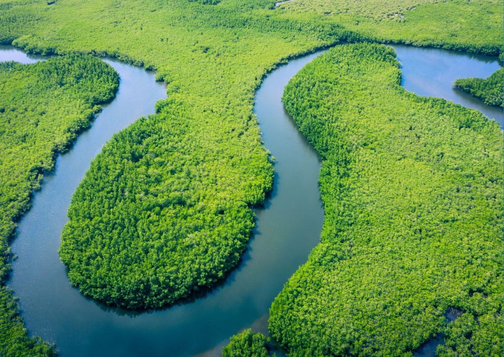 Aerial view of a winding river surrounded by dense, lush green mangrove forest.